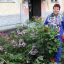 Председатель совета дома Елена Шепилова: “Цветоводы в нашем доме очень дружные”. Фото Екатерины ШВАРГИНОЙ 