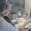 В лаборатории Центра гигиены и эпидемиологии в этом году исследованы 64 клеща, снятых с людей. Инфицированных клещей не обнаружено.  