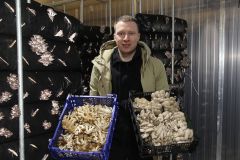 В руках Олега Глушакова — вешенки и опята. А за спиной — субстратный компост, на котором растут грибы.Вместо полянки — субстрат. В Чувашии грибы собирают даже зимой Хлеб насущный 