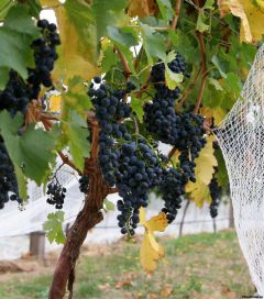 1290101627_vinograd30.jpgНе будет винограда  без хозяйского пригляда Страна советов Сад и огород виноград 