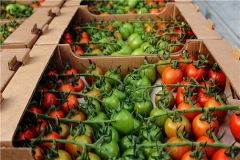 В теплицеНа 27 мая в теплицах Чувашии собрали 13,2 тыс. тонн овощей теплицы 