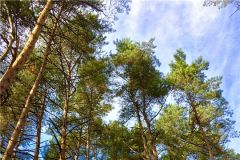 ЛесаЧувашия вошла в ТОП-10 регионов по эффективности ведения лесного хозяйства в России Национальный рейтинг 