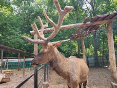 В Новочебоксарском зоопарке обновляют вольер марала