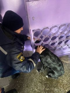 Спасение собакиСпасатели в Чебоксарах пришли на помощь застрявшей собаке спасение 
