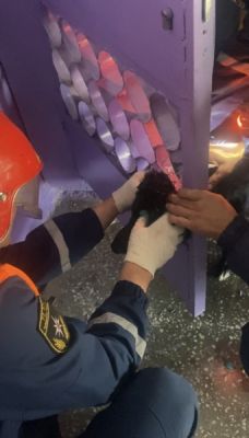 Спасение собакиСпасатели в Чебоксарах пришли на помощь застрявшей собаке спасение 