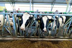 КоровыС господдержкой сельхозорганизации Чувашии увеличивают поголовье коров Меры господдержки 