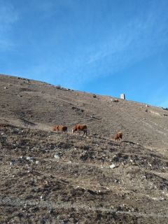 Коровы пасутся в горах Куртатинского ущелья.Осетия, или Счастье не за горами Колесо путешествий 