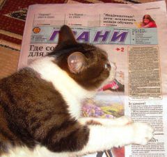 SL387083.JPG"Кошкин день" в "Гранях" продолжается кошки конкурс 