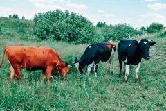 КоровыЦены на молоко от населения начали расти в Чувашии цены в Чувашии 