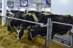 На фермеВ Чувашии открыли первую роботизированную молочно-товарную ферму ферма 