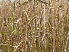 Урожайность зерновых в три раза меньше прошлого года сельское хозяйство 