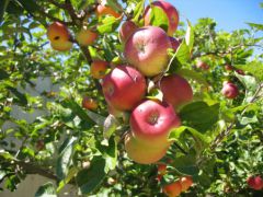 19 августа - Яблочный спас Праздник 