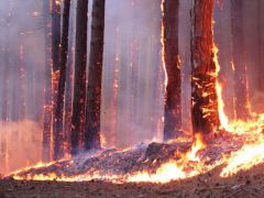 Лес продолжает гореть пожары 