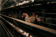 ПтицаЭкспорт мяса птицы в Китай из Чувашии вырос в 4,5 раза в стоимостном выражении международный экспорт из Чувашии 