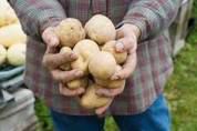 За семенным картофелем – на рынок «Николаевский» торговля картофель 