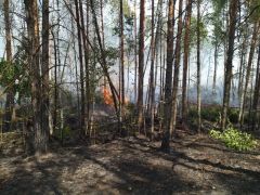 Пожар в природном заповеднике «Присурский» локализован