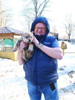Маленький волкособВ соцсетях газеты "Грани" проходит голосование по выбору имени волкособа из зоопарка Ельниковской рощи Наши акции 