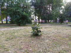 Кстати, последняя наша публикация о высокой траве на аллее в Ельниковском микрорайоне между детсадом № 44 и домом № 37 по ул. Семенова помогла, и траву скосили. Этот недетский вандализм Фотофакт 