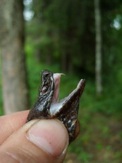 Вот так выглядят зубы гадюки.Змей бояться — в лес не ходить. Или ходить?  Школа выживания 