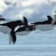 Летающие пингвины и нашествие ос: как шутят журналисты