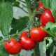 Чувашия стала лидером в ПФО по производству томатов в зимних теплицах