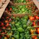 На 27 мая в теплицах Чувашии собрали 13,2 тыс. тонн овощей
