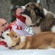 Прогулка Владимира Путина с собаками (фото)