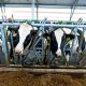 С господдержкой сельхозорганизации Чувашии увеличивают поголовье коров