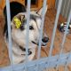 Межмуниципальный приют для животных в Шумерле построят в два этапа приют для собак 
