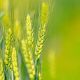 «Аграрная сверхдержава»: РСХБ назвал точки роста АПК на горизонте 2030 года