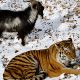 Эксперт оценил шансы козла Тимура на съедение тигром Амуром