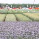 "День поля – 2022" в Чувашии собрал рекордное количество участников День поля 