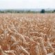 Валовой сбор зерна в Чувашии достиг 1 миллиона тонн урожай 