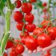 Урожай тепличных овощей в Чувашии на 1,1 тыс. тонн превышает прошлогодний уровень урожай 