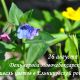 В День города в Ельниковской роще пройдет первый Фестиваль цветов 2017 - Год Ельниковской рощи 