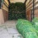 Из Чувашской Республики впервые отгружены рождественские деревья Россельхознадзор 