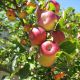 19 августа - Яблочный спас Праздник 