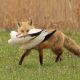 В Ибресинском районе сельчане обеспокоены активностью лисицы, которая повадилась таскать кур из подворий