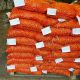 Аграрии Чувашии наращивают экспорт лука-севка