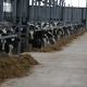 Новая молочная ферма появилась в Чувашии: в регионе при поддержке РСХБ реализован крупный инвестпроект Россельхозбанк 