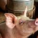 Животноводов России внепланово проверят для профилактики АЧС африканская чума свиней 