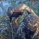 Орнитологи Чувашии запустили онлайн-трансляцию на гнезде солнечных орлов