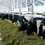 Более 2000 коров голштинской породы содержатся на собственной ферме “Акконд-агро”. Фото автора
