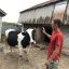 В хозяйстве Соляновых из крупного скота только две коровы: Веснушка (на фото) и Бантик, в сутки они дают около 20 литров молока.