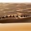 Караваны верблюдов ходят по Алжиру и по сей день, как в начале XX века.