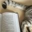 Хорошая книга и пушистый котик — секрет счастливого выходного дня Ланы Прусаковой.
