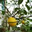 Вот такие лимоны растут  в теплице марии Ильиной.  Фото из личного архива  Марии Ильиной.