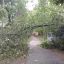 Ураган, обрушившийся на Чувашию, деревья не щадил.  Фото из “Одноклассников”