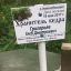В Ельниковской роще в прошлом году благодаря проекту “Чебоксарские кедры” появилась аллея кедров. Фото автора