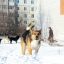 На этой фотографии запечатлена стая бездомных собак, которая “прописалась” на территории бывшего детского сада по улице Восточной. Фото Максима Боброва